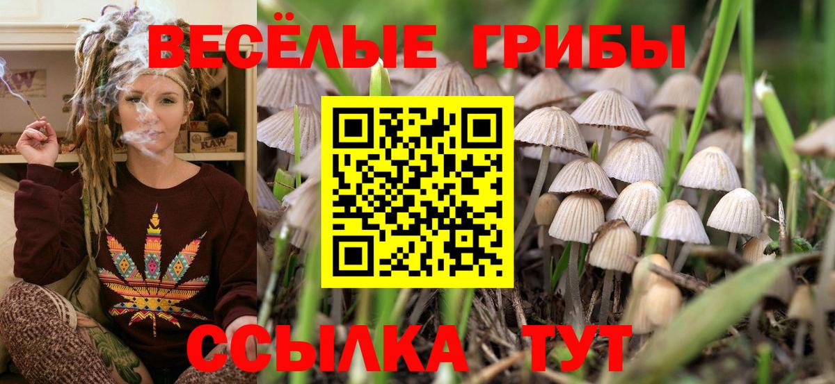 Ярцево  Галлюциногенные грибы Psilocybine cubensis  Вход с VPN 